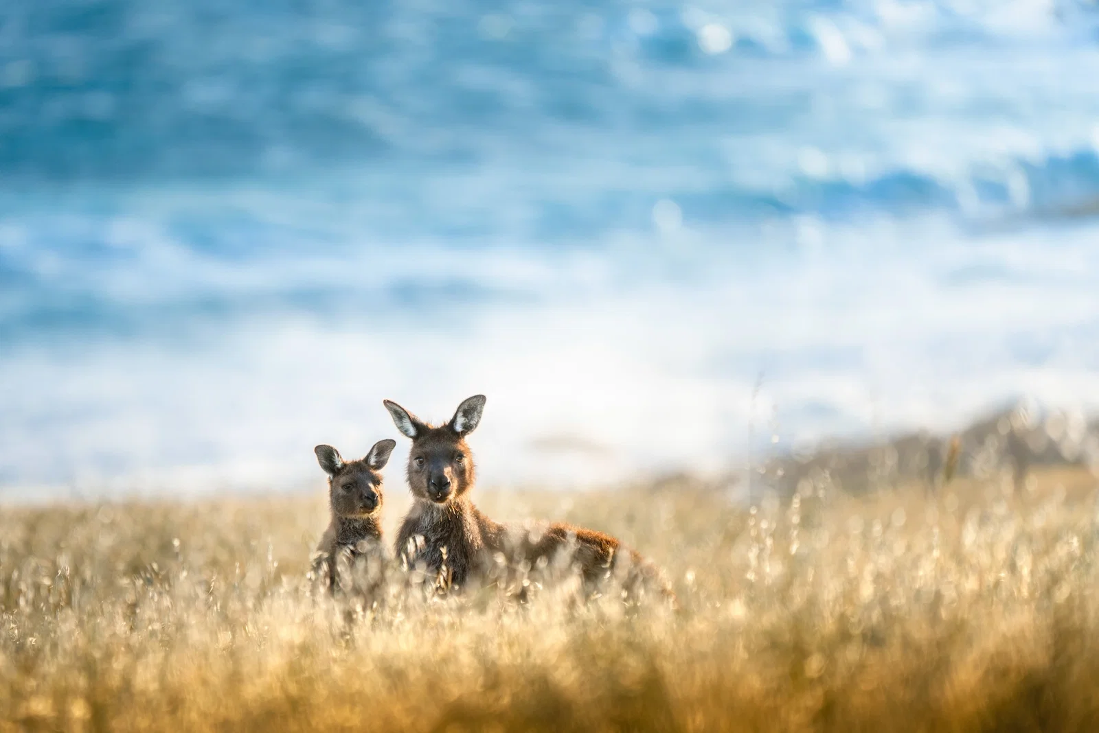 Australia’s unique wildlife