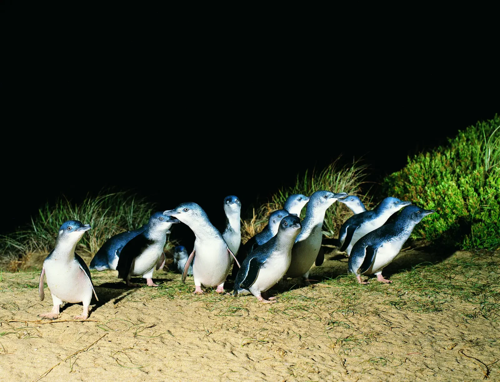 Watching the Penguin Parade with the Penguin Plus upgrade