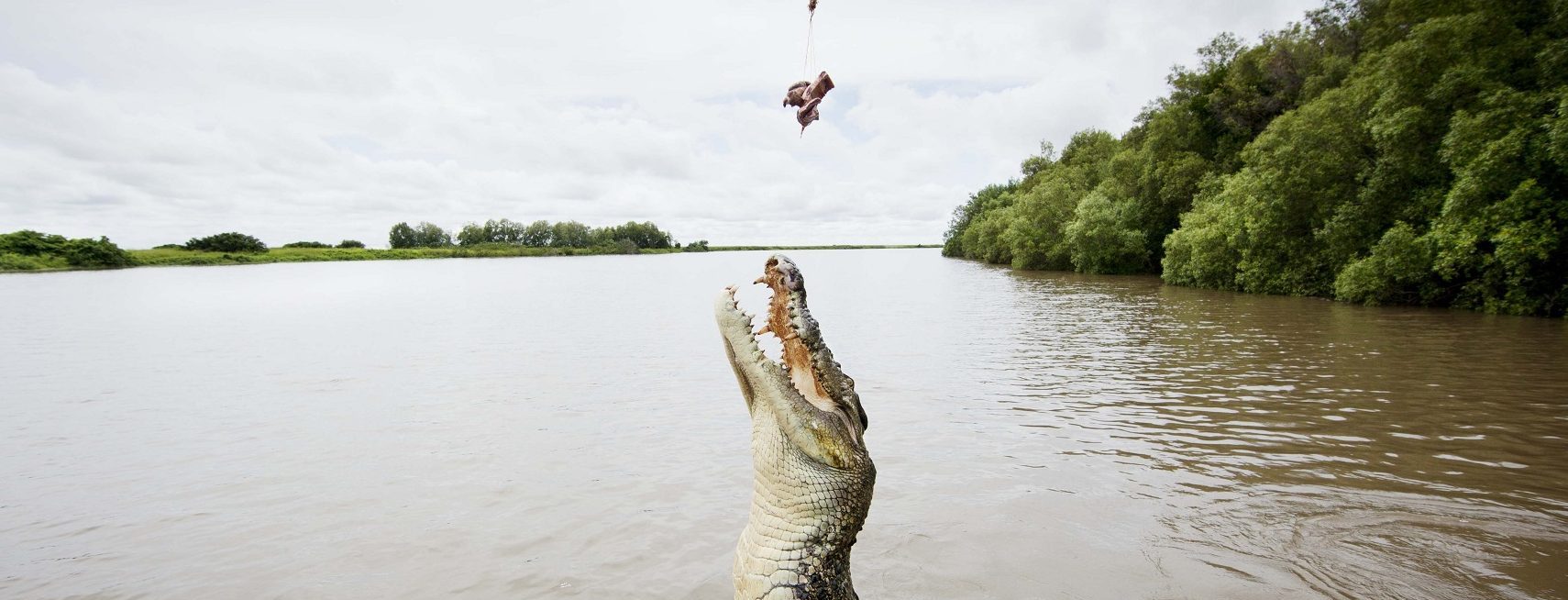 Jumping Crocodiles