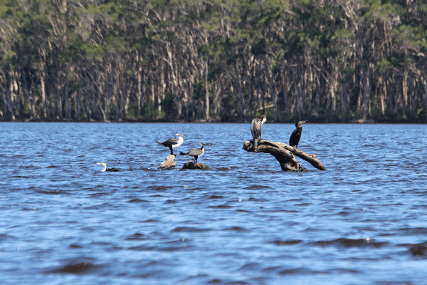 Noosa Everglades birds