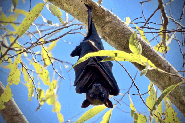 Australian bat