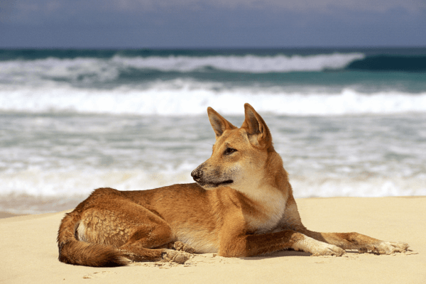 Dingo on k'gari (Fraser Island)