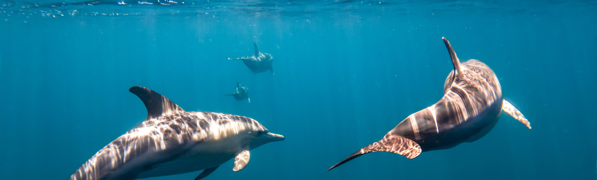 Adelaide Wild Dolphin Swim Cruise