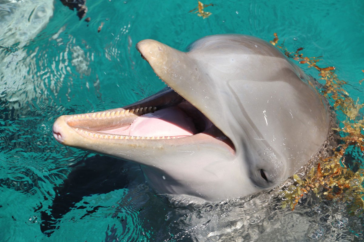 A guide to dolphin encounters in Australia