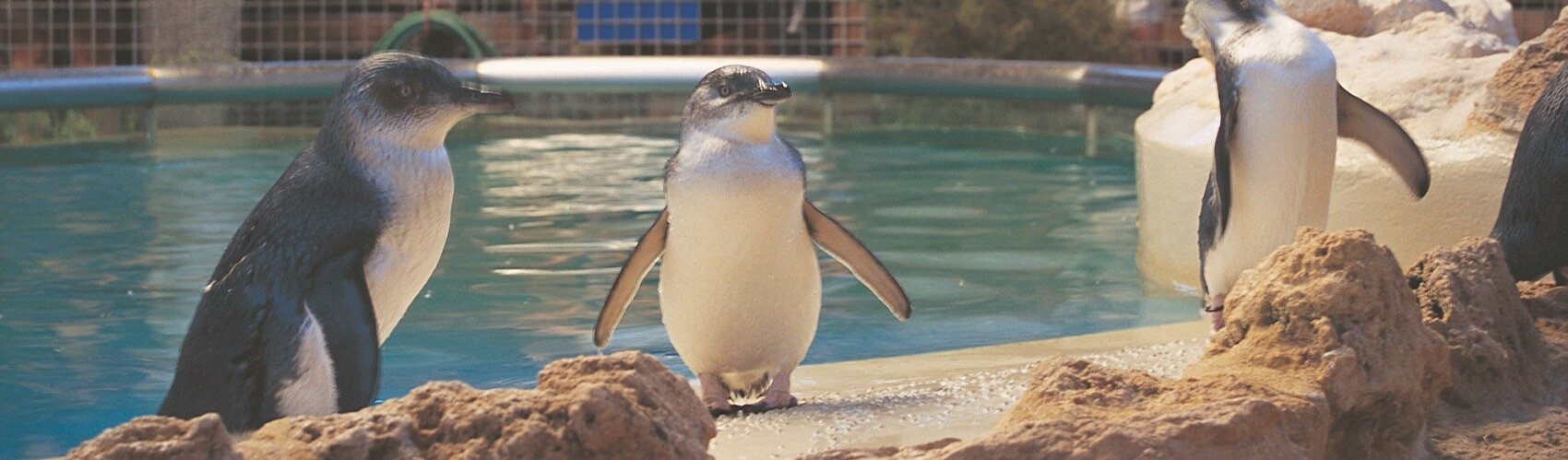 Penguin Island Tour from Perth with Caversham Wildlife Park