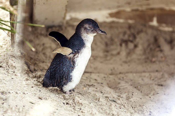 Watching the Penguin Parade with the Penguin Plus upgrade
