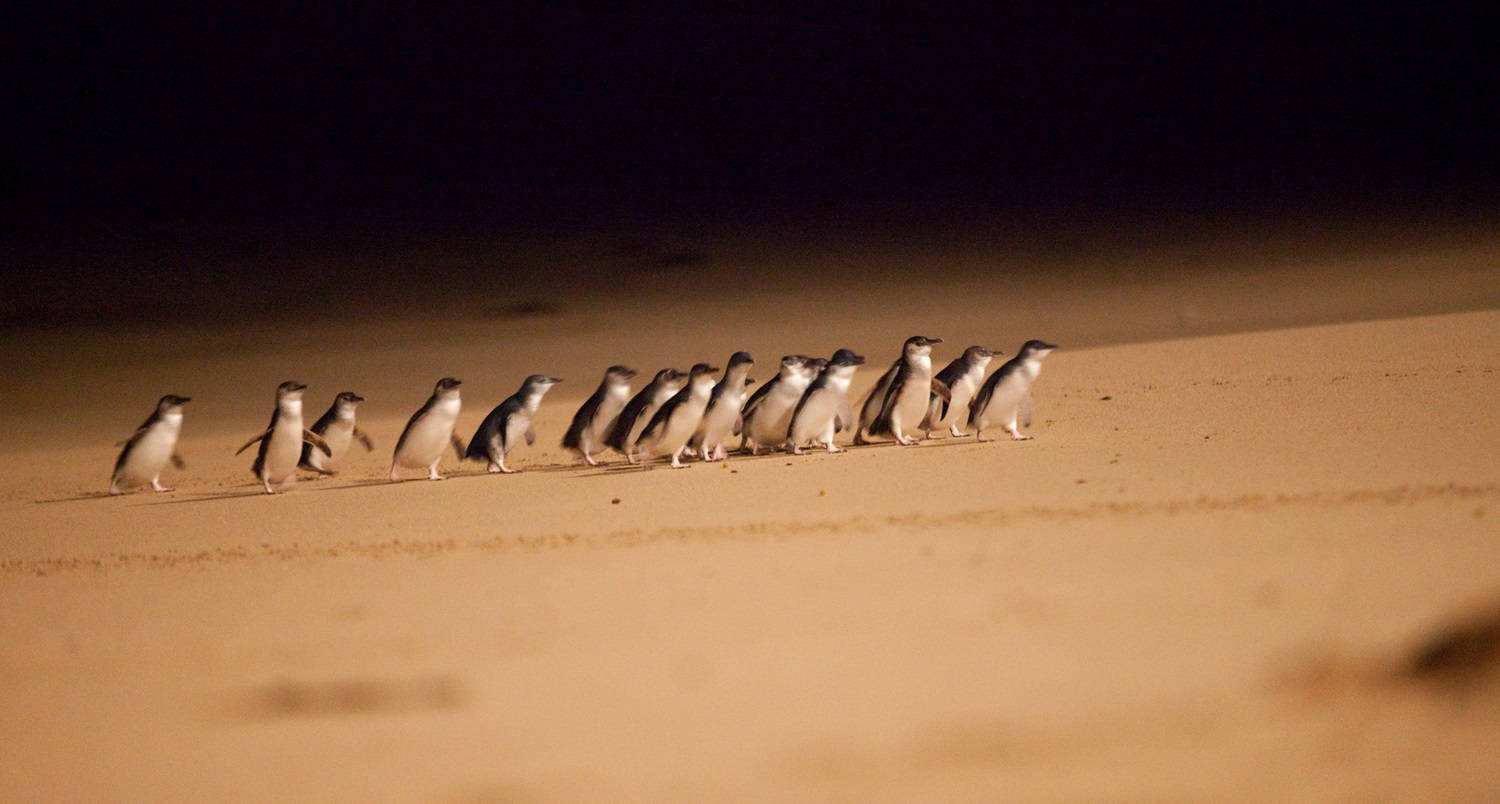The Evening Penguin Parade Tour
