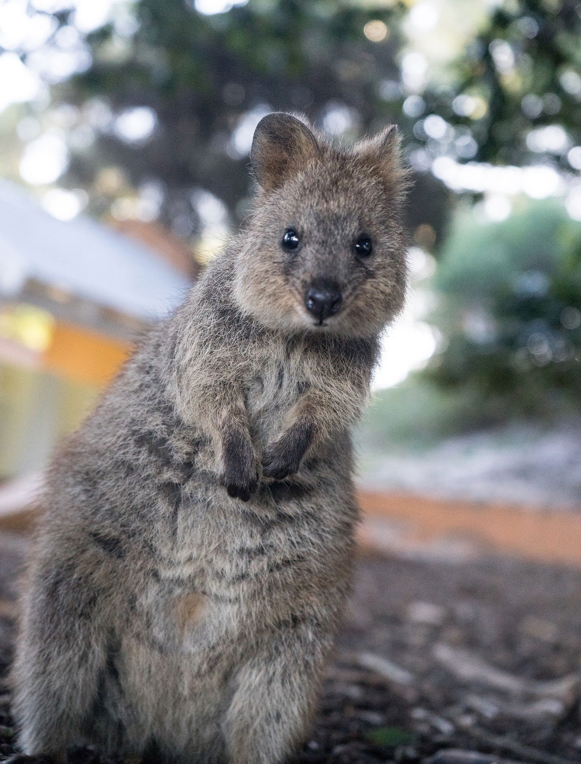 How to get the best quokka selfie