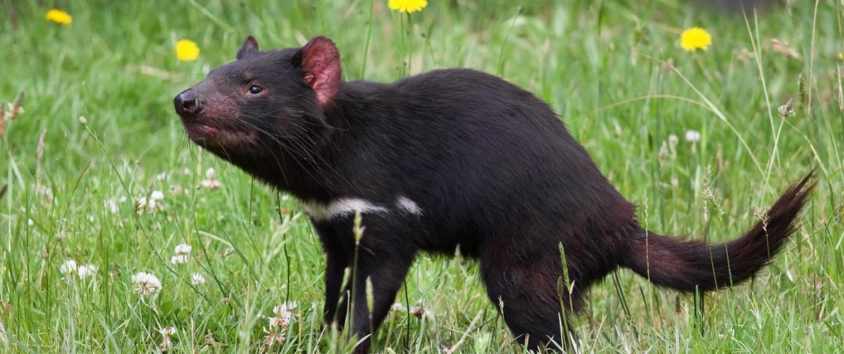 Why is Tasmanian devil called a devil?