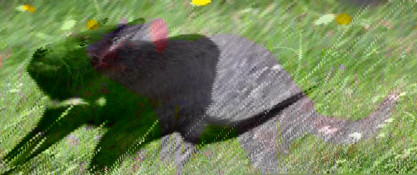 Why is Tasmanian devil called a devil?