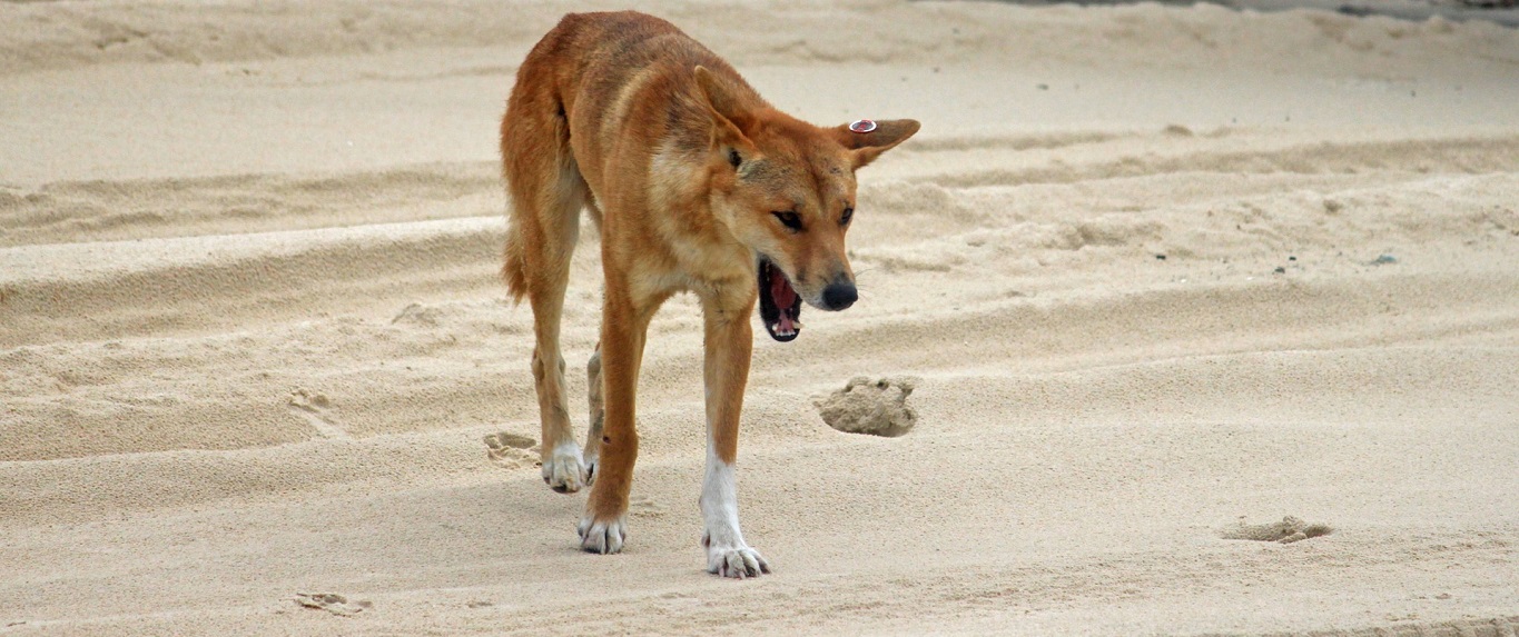 Why are the dingoes on Fraser Island so significant?
