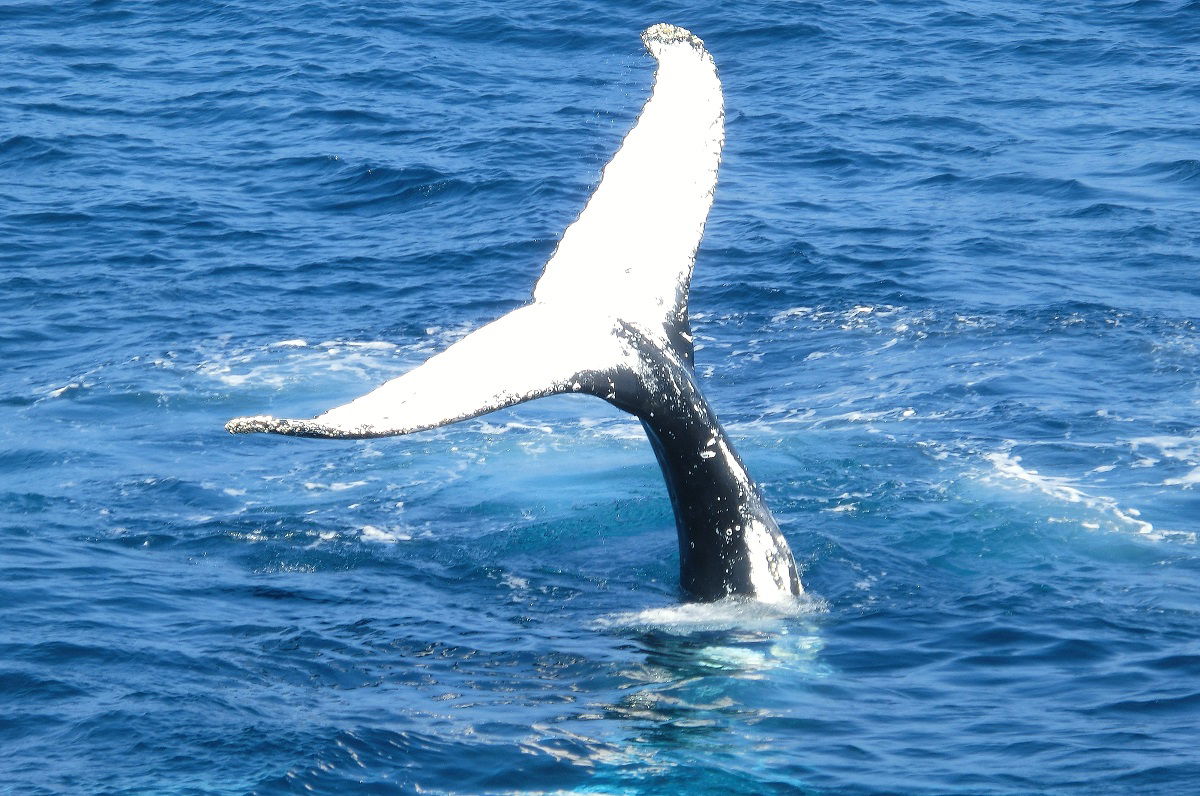 The Best Places for Whale Watching in Australia