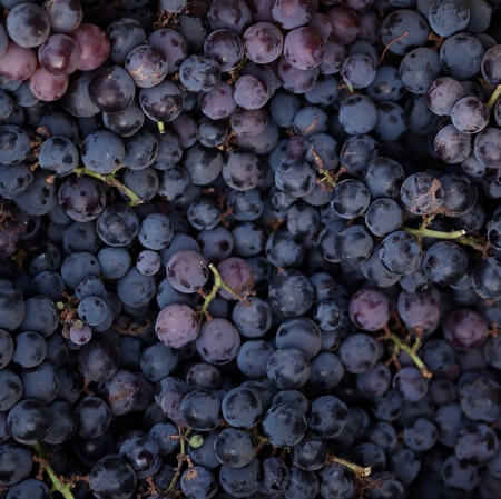 What types of grapes are grown in the Barossa Valley?
