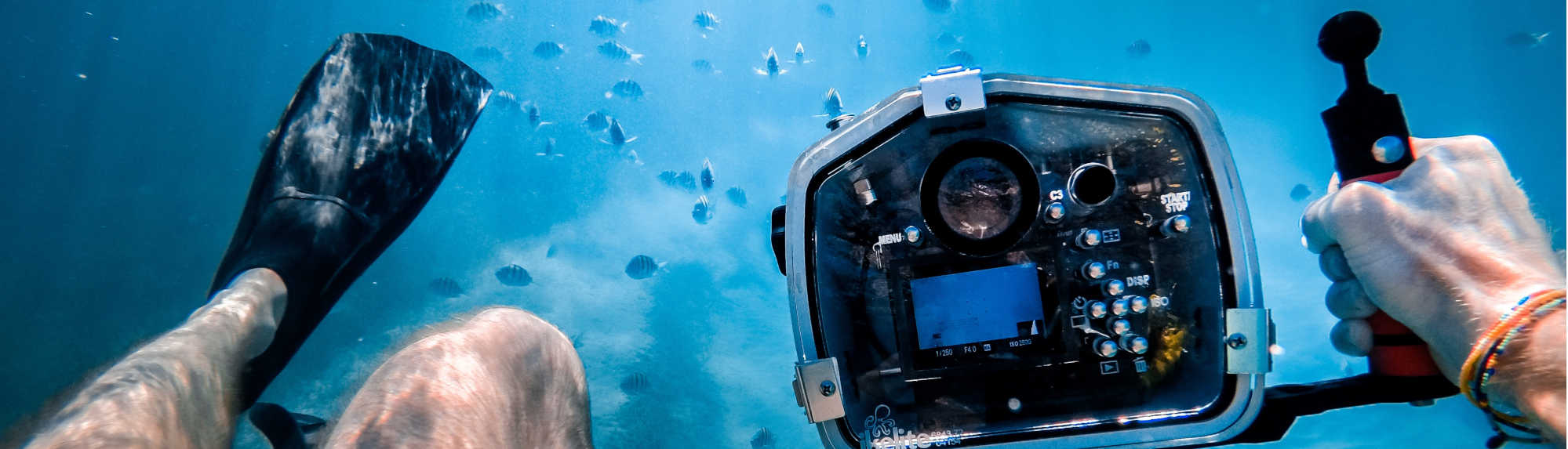 Best Cameras to Use Underwater