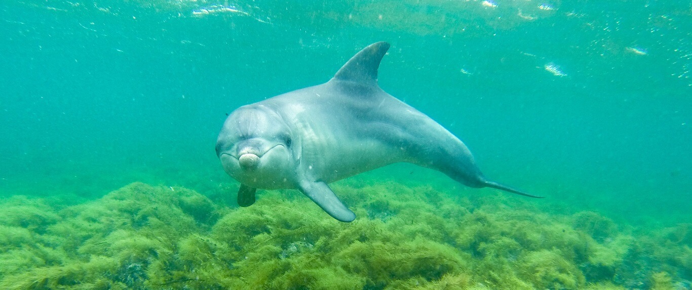 Can you swim with dolphins in Australia?