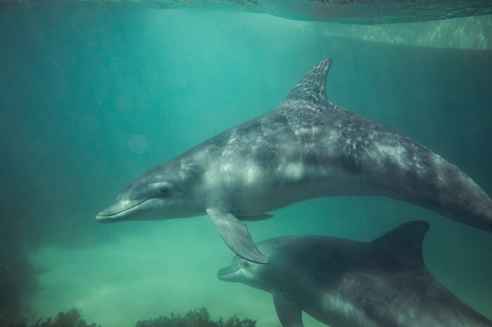 Dolphins in Australia