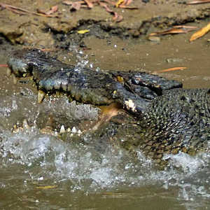 Are there crocodiles in Cairns?