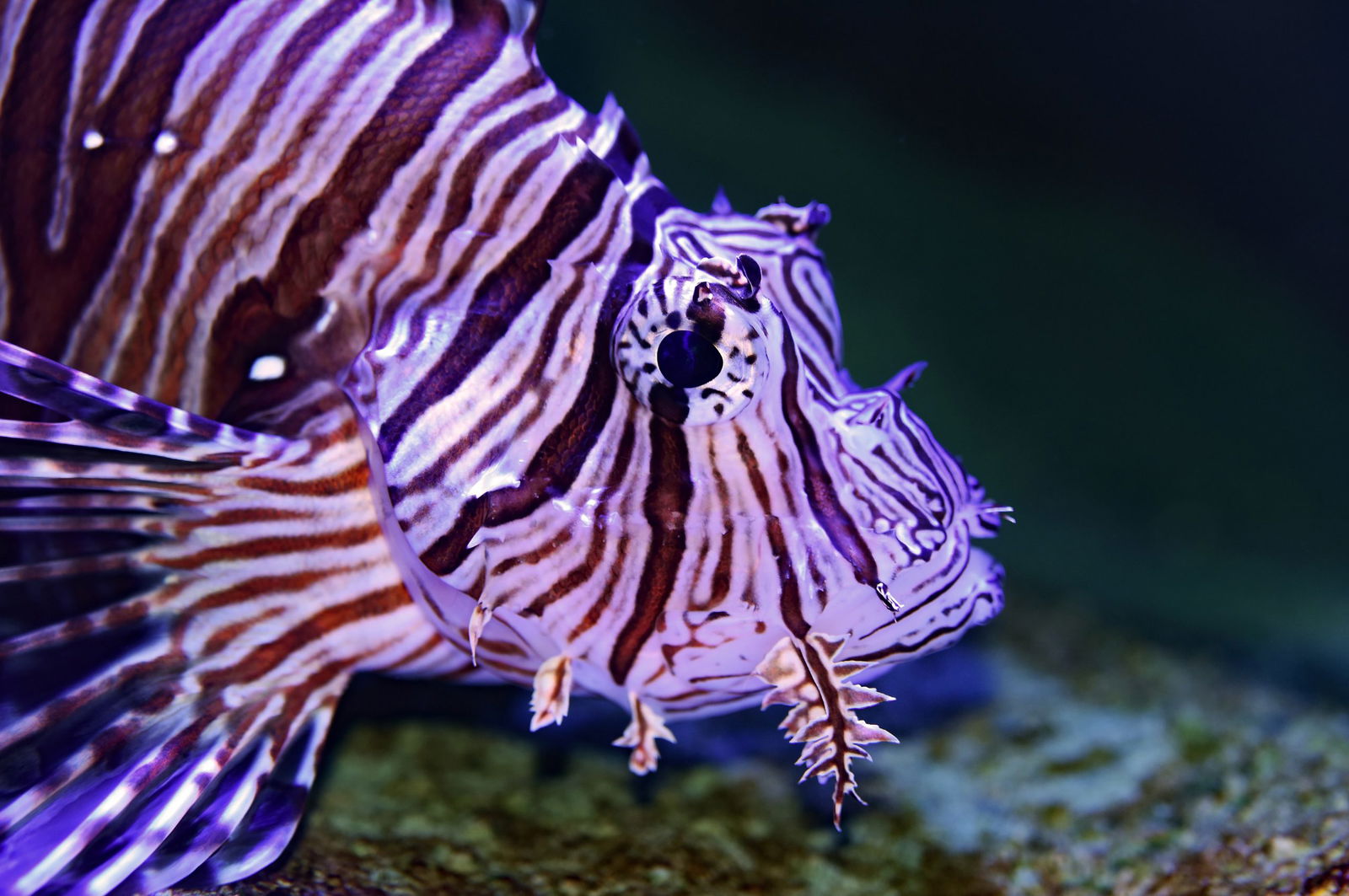 The amazing creatures you'll see on the reef