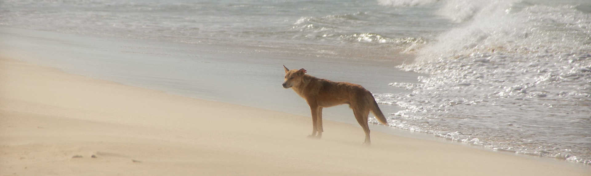 How many dingoes are left on Fraser Island?