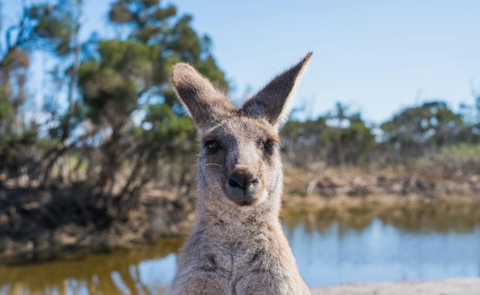 What other animals are there at Kangaroo Island?