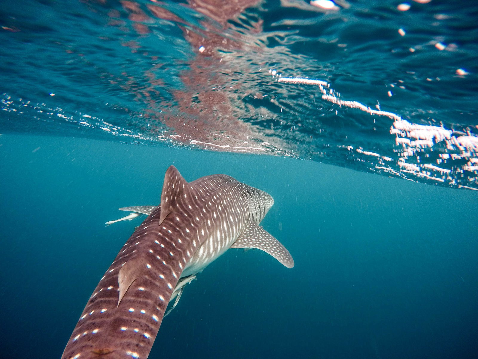 Where can I swim with whale sharks