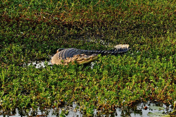 Kakadu National Park Crocodile