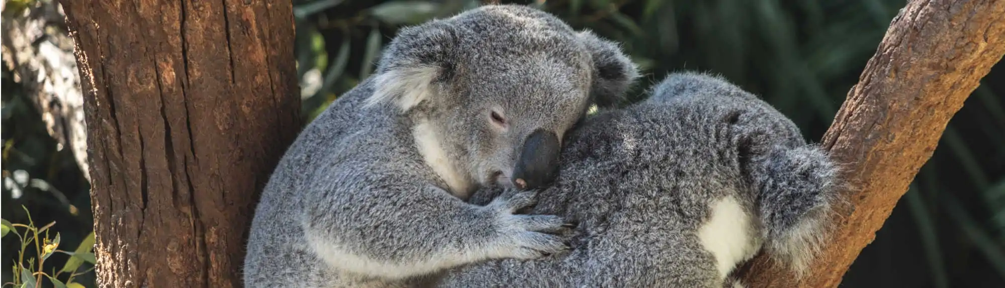 Can You Hold Koalas in Australia?