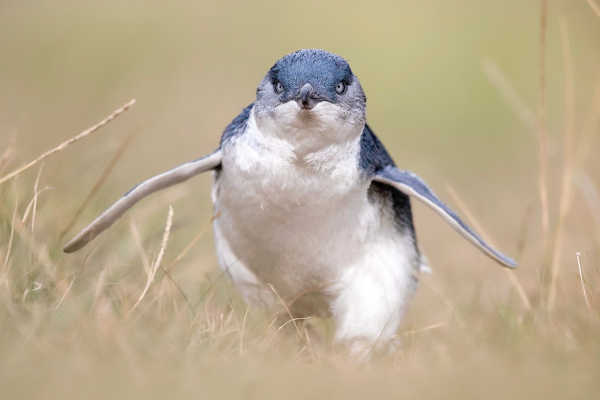 Little Penguin, Phillip Island