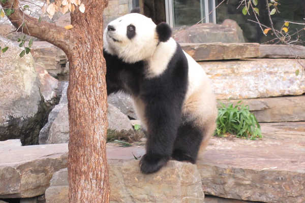 Panda in Adelaide Zoo