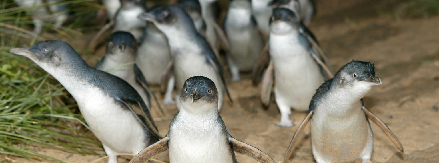 Penguin Burrow Camera