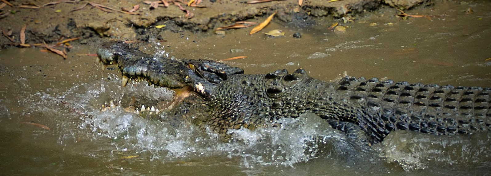 Are there crocodiles in Cairns?