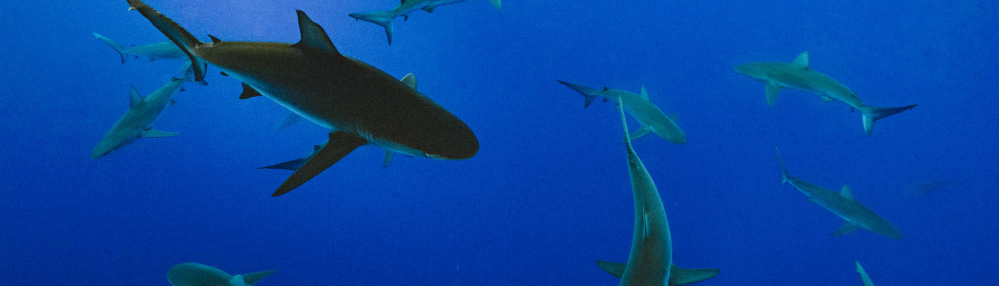 Are There Sharks in the Great Barrier Reef?
