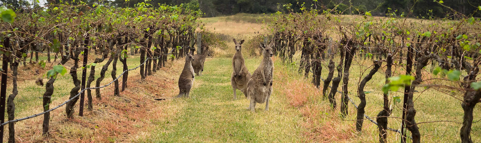 What is the best way to get around the Hunter Valley?