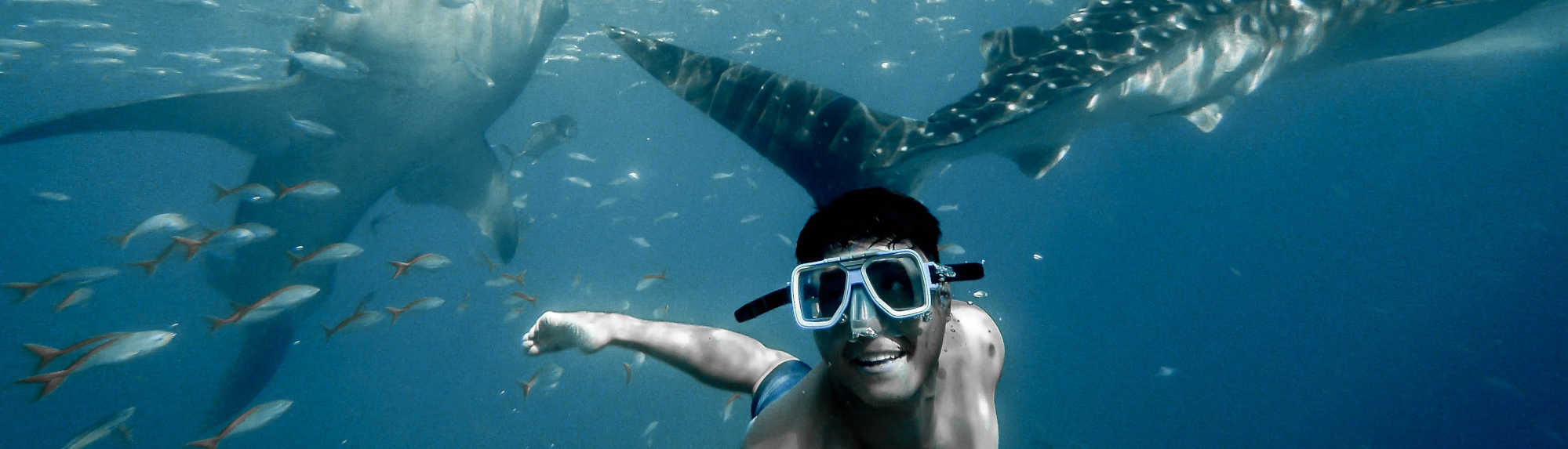 Where Can I Swim With Whale Sharks