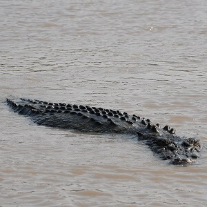 Morning Jumping Crocodile Cruise from Darwin