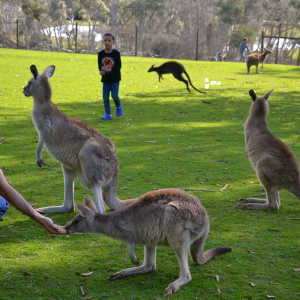 Phillip Island Wildlife Park Victoria