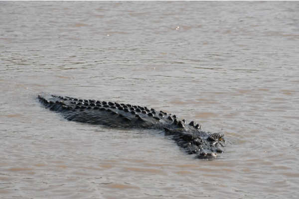 Darwin Crocodiles