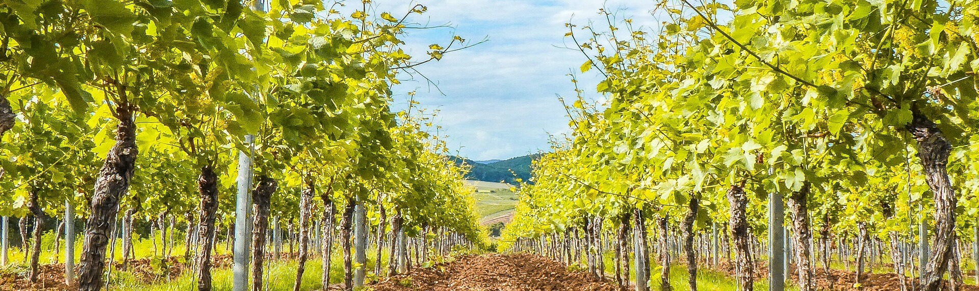 What wine is Hunter Valley famous for?