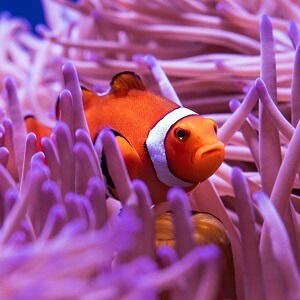 Do you need a wetsuit to snorkel the Great Barrier Reef?