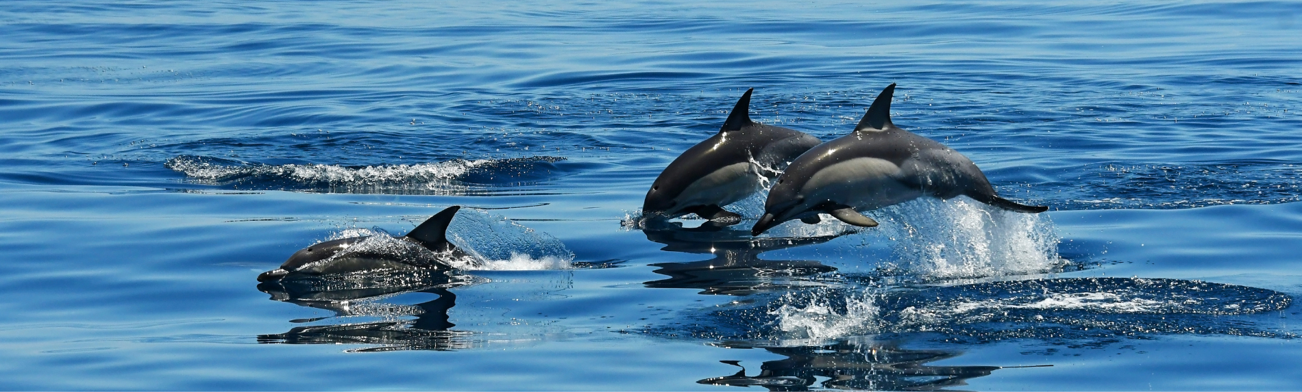 Adelaide Wild Dolphin Watch Cruise