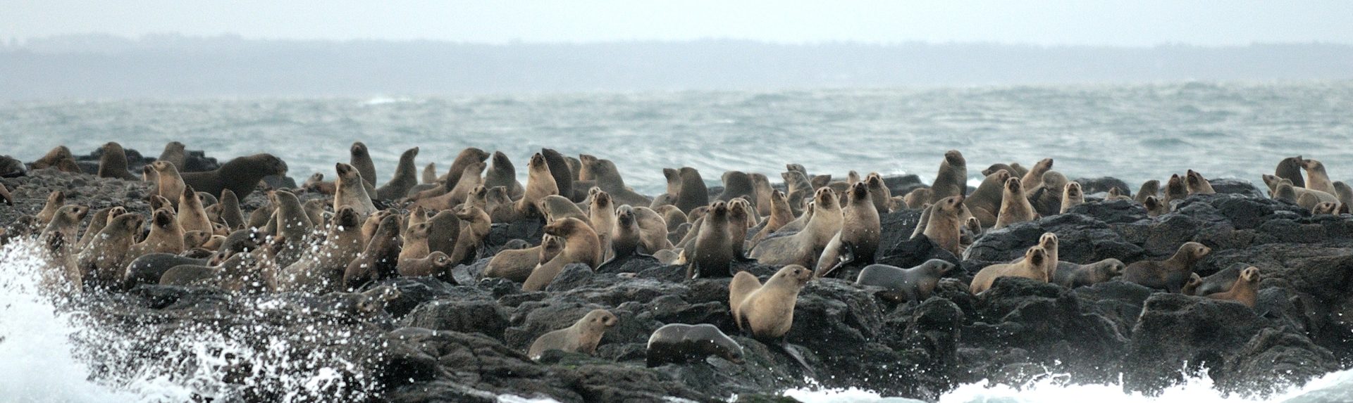 Are there seals on Phillip Island?