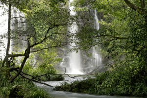 Daintree Rainforest & Cape Tribulation Tours