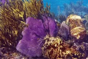 Great Barrier Reef Tours