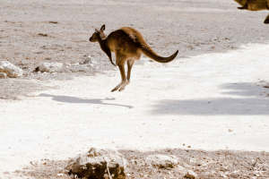 Kangaroo Island Tours