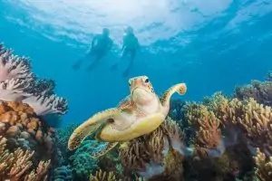 Great Barrier Reef Tours