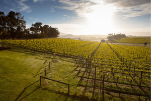 Yarra Valley and Dandenong Ranges Tours