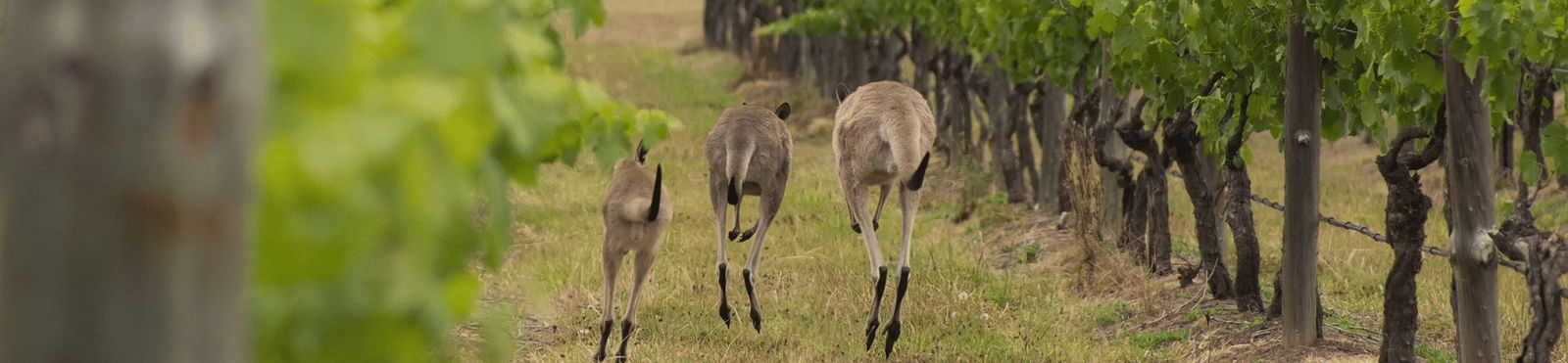 Best 5 family-friendly destinations in the Hunter Valley