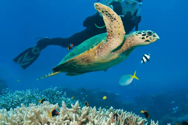 Is the Great Barrier Reef Still in Danger?
