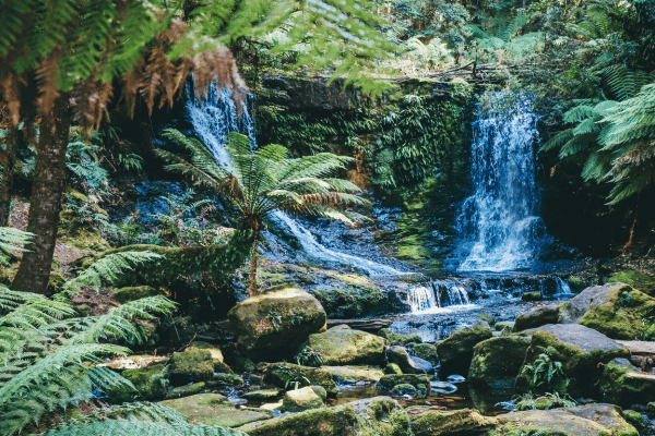 Daintree Rainforest