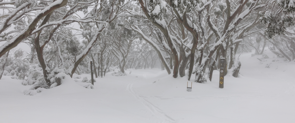 Snowy walking trail with branches covered in snow